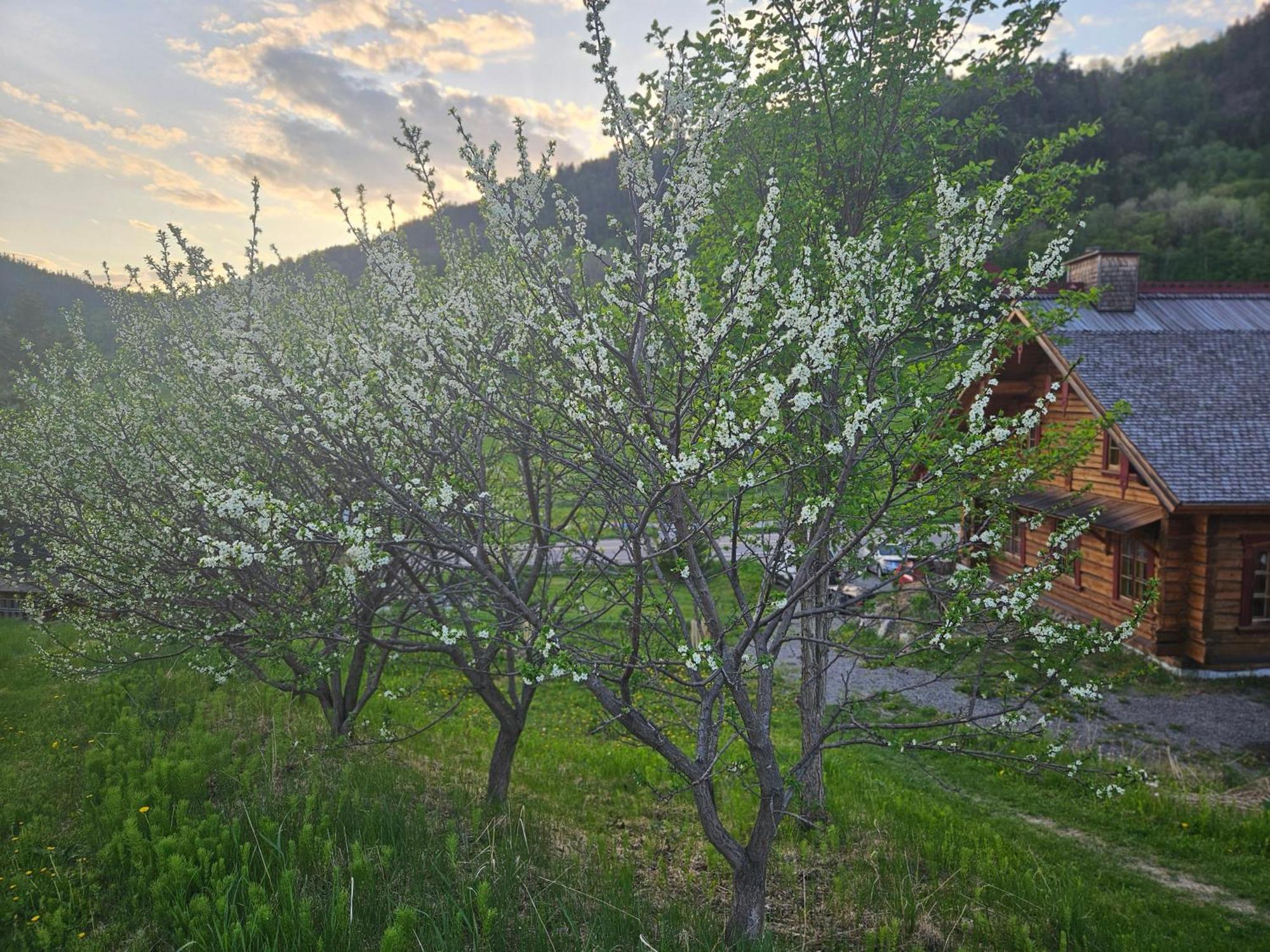 Le Repaire Viking Bed & Breakfast Sainte-Rose-du-Nord Exterior foto